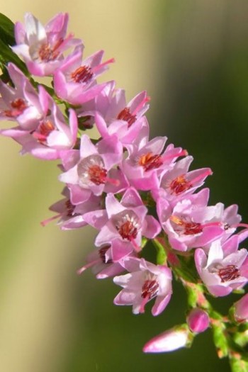 Верес звичайний ’Дуня/Дунджа’ (рожевий)|Calluna vulgaris ’Dunja’ / ’Dundja’|Вереск обыкновенный ’Дуня/Дунджа’ (розовый)